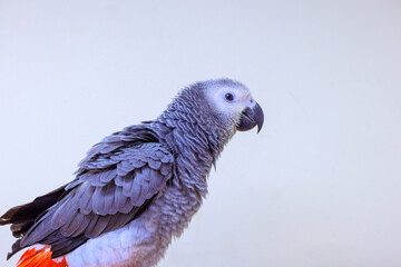Grey parrot stands still, showing off its intricate feather details, unique coloration in serene setting.
