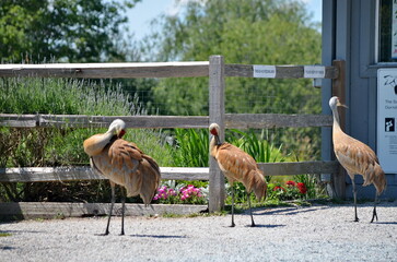 Sandhill cranes at the George C. Reifel Bird Sanctuary in Delta, British Columbia, Canada.