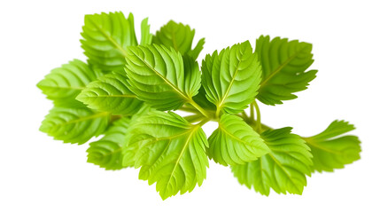 A bunch of fresh lovage leaves with their bright green, serrated edges, isolated on a white background