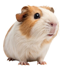Fototapeta premium Alert guinea pig with white and brown fur and a curious expression, with small feet, isolated on transparent background