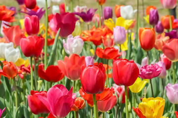 Obraz premium 美しいチューリップの花