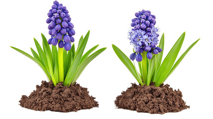 Fototapeta premium Vibrant Blue Grape Hyacinths Emerging from Earth, Isolated on Black