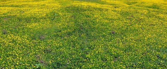 green grass with yellow flowers background