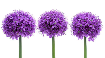 Three Purple Allium Flowers Displayed on a Solid Transparent Background