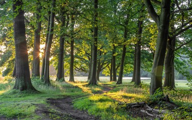 Fototapeta premium Lake District England, Sunlit Forest Path at Dawn