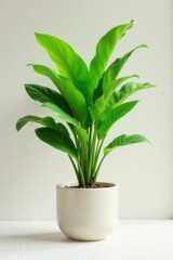 Healthy parlor palm in stylish pot, bright green leaves , green, greenery
