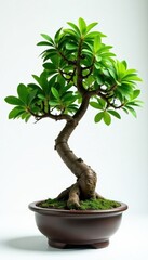 Isolated Serissa foetida bonsai, clean backdrop Elegant simplicity , texture, japanese, compact