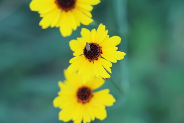 Plains Coreopsis Flowers Blooming with Bee – Spring Wildflowers. Flowers in bloom, with a bee gathering nectar. Captured in natural light in a Texas field.