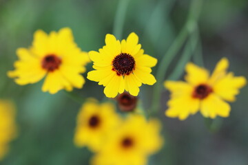 Five-Bloom Cluster of Plains Coreopsis Flowers – Texas Prairie Flora. Dreamy flowers.
A group of five blooming Plains Coreopsis wildflowers captured in rich detail, highlighting the yellow petals.