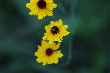 Plains Coreopsis Flowers Blooming with Bee – Native Wildflowers of Texas. Flowers in bloom, with a bee gathering nectar. Captured in natural light in a Texas field.