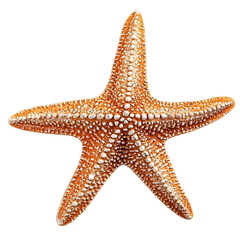 Orange Starfish with Textured Bumps Isolated on Transparent Background