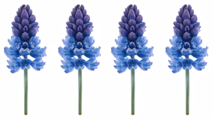 Captivating Hyacinth Flowers in Full Bloom on a Solid Transparent Background