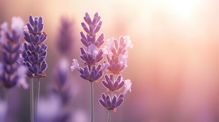 Obraz premium Lavender flowers bathed in the soft glow of a summer sunset