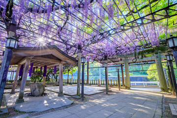 黒木の大藤　黒木素盞鳴神社　福岡県八女市　Kuroki's large wisteria. Kuroki...