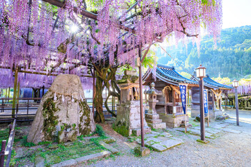黒木の大藤　黒木素盞鳴神社　福岡県八女市　Kuroki's large wisteria. Kuroki Susanoo Shrine. Fukuoka Pref, Yame City.