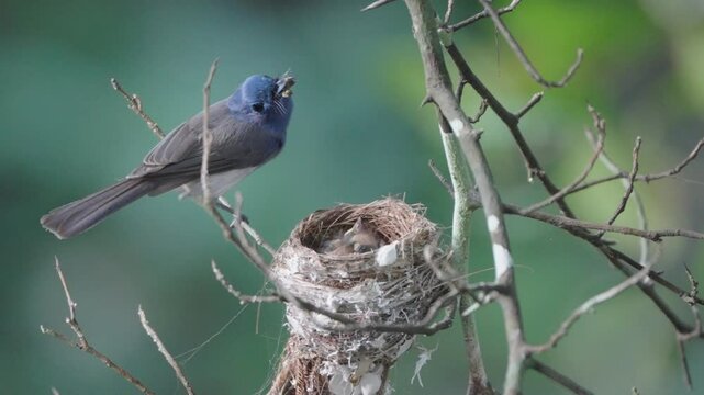 Black-capped flycatchers build nests and raise their young on dry branches above the Chet Khot waterfall in Khao Yai National Park.