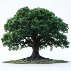 Fototapeta premium Majestic Ancient Oak Tree: A Symbol of Strength and Longevity