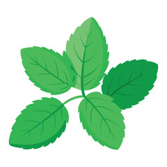 Three sprigs of fresh, vibrant green mint leaves isolated on white background