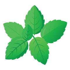 Three sprigs of fresh, vibrant green mint leaves isolated on white background