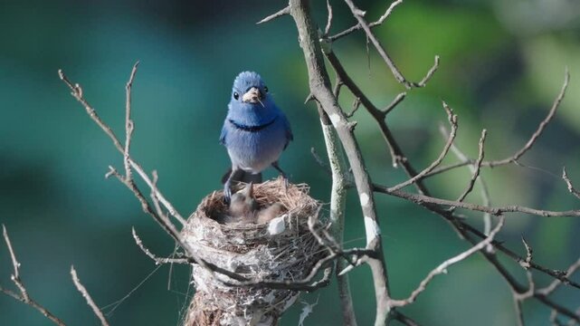 Black-capped flycatchers build nests and raise their young on dry branches above the Chet Khot waterfall in Khao Yai National Park.