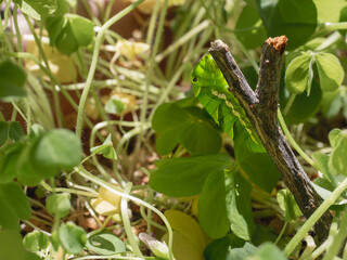 蛹になりそうなアゲハチョウの幼虫