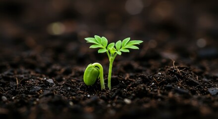 Sprout emerging from soil (2)