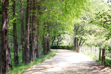 Obraz premium A promenade with Metasequoia tree. 