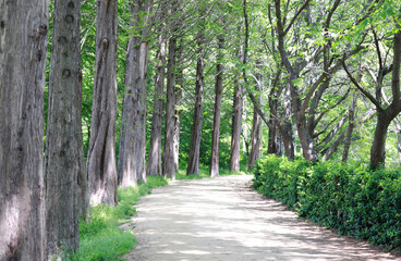 Fototapeta premium A promenade with Metasequoia tree. 