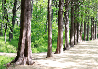 Obraz premium A promenade with Metasequoia tree.