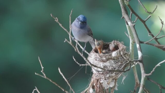 Black-capped flycatchers build nests and raise their young on dry branches above the Chet Khot waterfall in Khao Yai National Park.