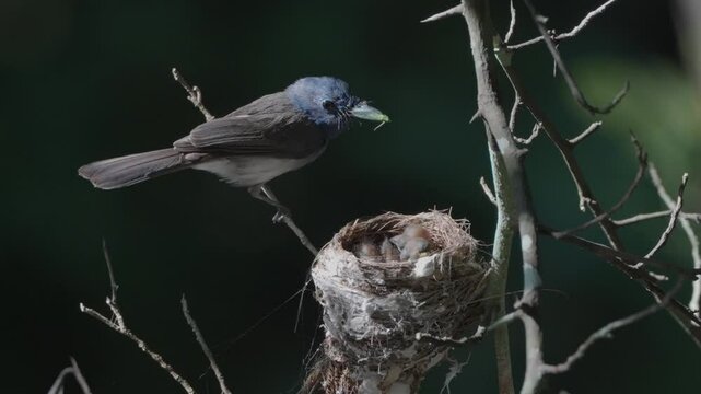 Black-capped flycatchers build nests and raise their young on dry branches above the Chet Khot waterfall in Khao Yai National Park.