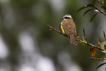Social flycatcher on branch