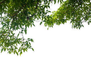 green leaves isolated on white