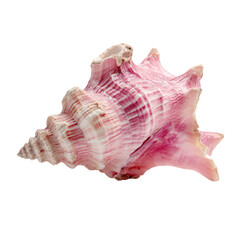 Pink Conch Shell  isolated on a transparent background