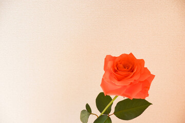 オレンジ色のバラ