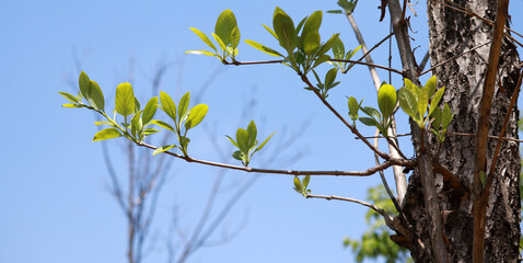 Branches sprouting new shoots against the background of the blue sky.