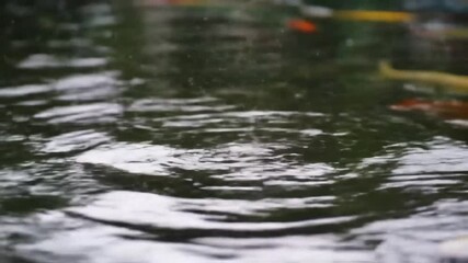Serene Koi Pond Reflections with Rippling Water and Tranquil Atmosphere - Powered by Adobe
