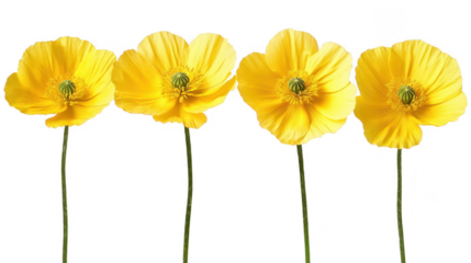 Radiant yellow poppies in a row, captured against a Transparent Background