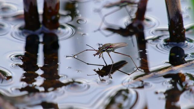 Water Strider's Ballet: Graceful Insect Navigating Tranquil Waters in Close-Up View