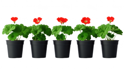 Five Potted Scarlet Geraniums in a Row on a Transparent Background, Ideal for Gardening Themes