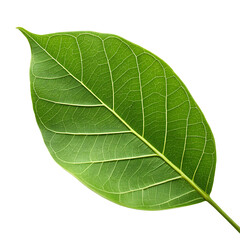 Obraz premium Banyan leaf isolated on a transparent background
