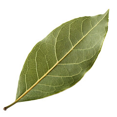 Obraz premium Bay leaf isolated on a transparent background
