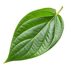 Betel leaf isolated on a transparent background