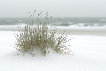Winter beach grass on snow