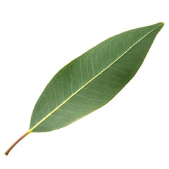 Obraz premium Eucalyptus leaf isolated on a transparent background