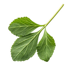 Fototapeta premium Fenugreek leaf isolated on a transparent background