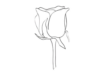 rose flower lineart