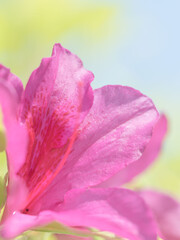 ピンク色のツツジの花のアップ07