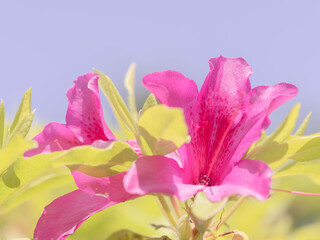 ピンク色のツツジの花のアップ10