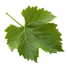 Single grape leaf isolated on a transparent background